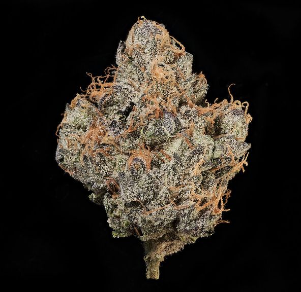 MVN - Tropicana Cookies -Eighth -PP