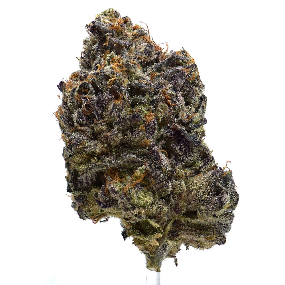 Blue 16 X Lemon Cherry Gelato | NEW!