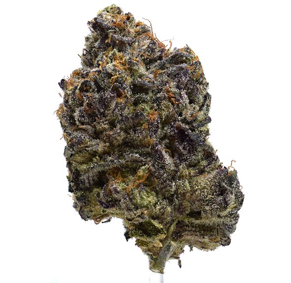 Blue 16 X Lemon Cherry Gelato | NEW!