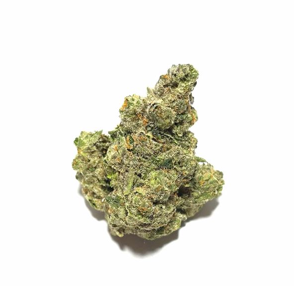 Herbarium - StarFire 3.5 (taxes included)