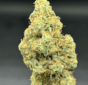 Banana MAC - Symbiotic Cultures