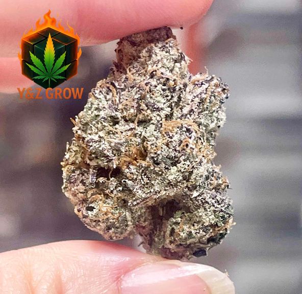*FIRE* Rainbow Runtz (Hybrid 50/50)