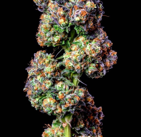 Alt Sol | Zkittlez Cake - Flower | 3.5g | Indica-Hybrid