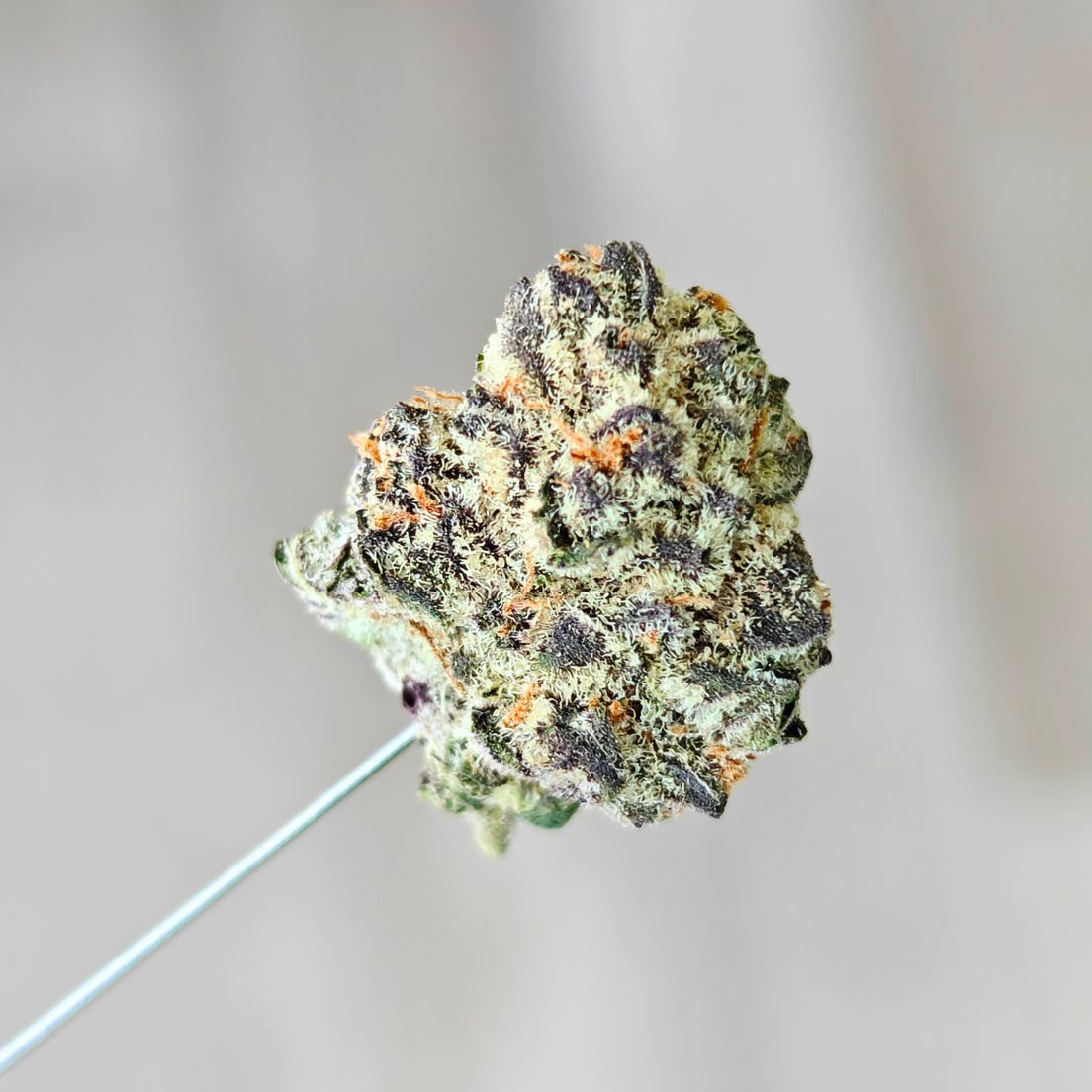 Grape Stomper 14g