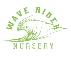 Wave Rider - Modified Mintz 1/2 Ounce (33.86% Indica Hybrid) - 14g Flower