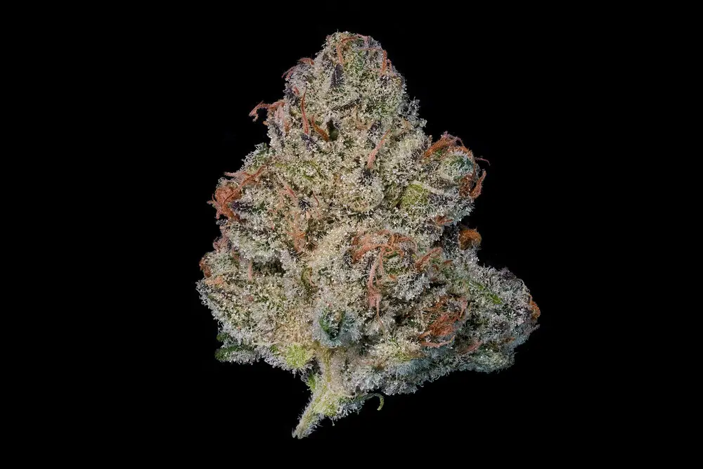 (MAVEN) 3.5G ORANGE TRUFFLE SOUFFLE FLOWER