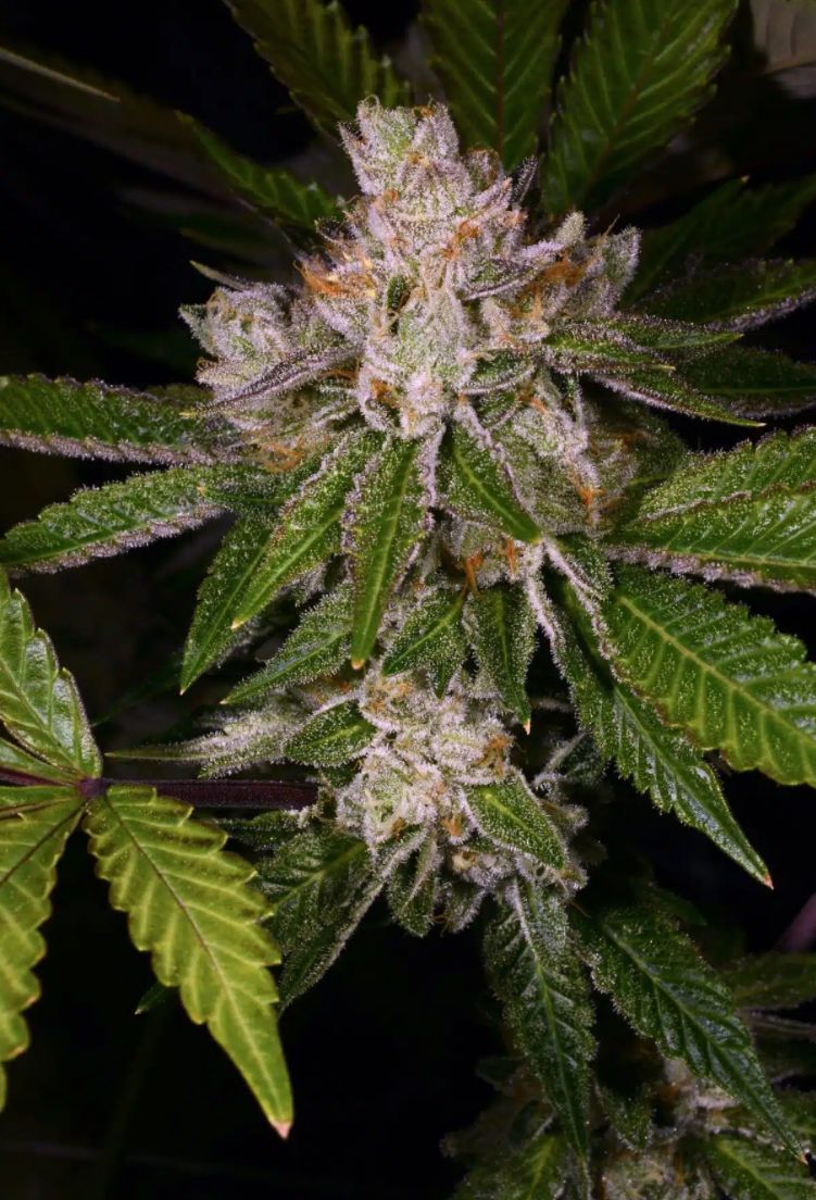 Alt Sol | Dream Machine | Flower | 3.5g | Indica-Hybrid