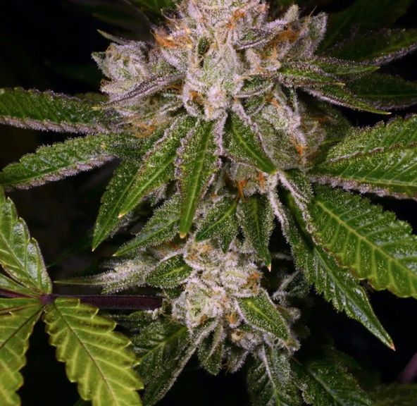 Alt Sol | Dream Machine | Flower | 3.5g | Indica-Hybrid