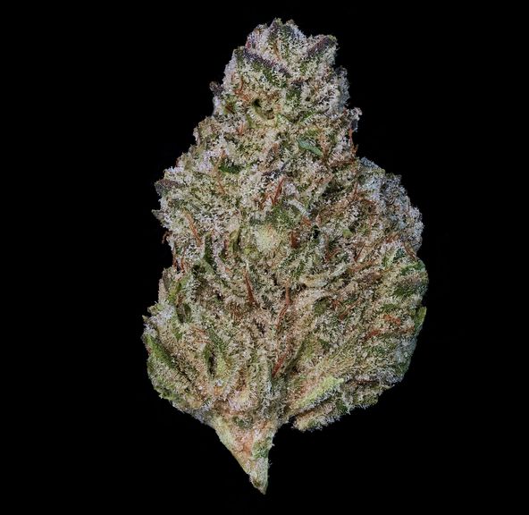 [Maven] Flower - 3.5g - Kashmir Kush