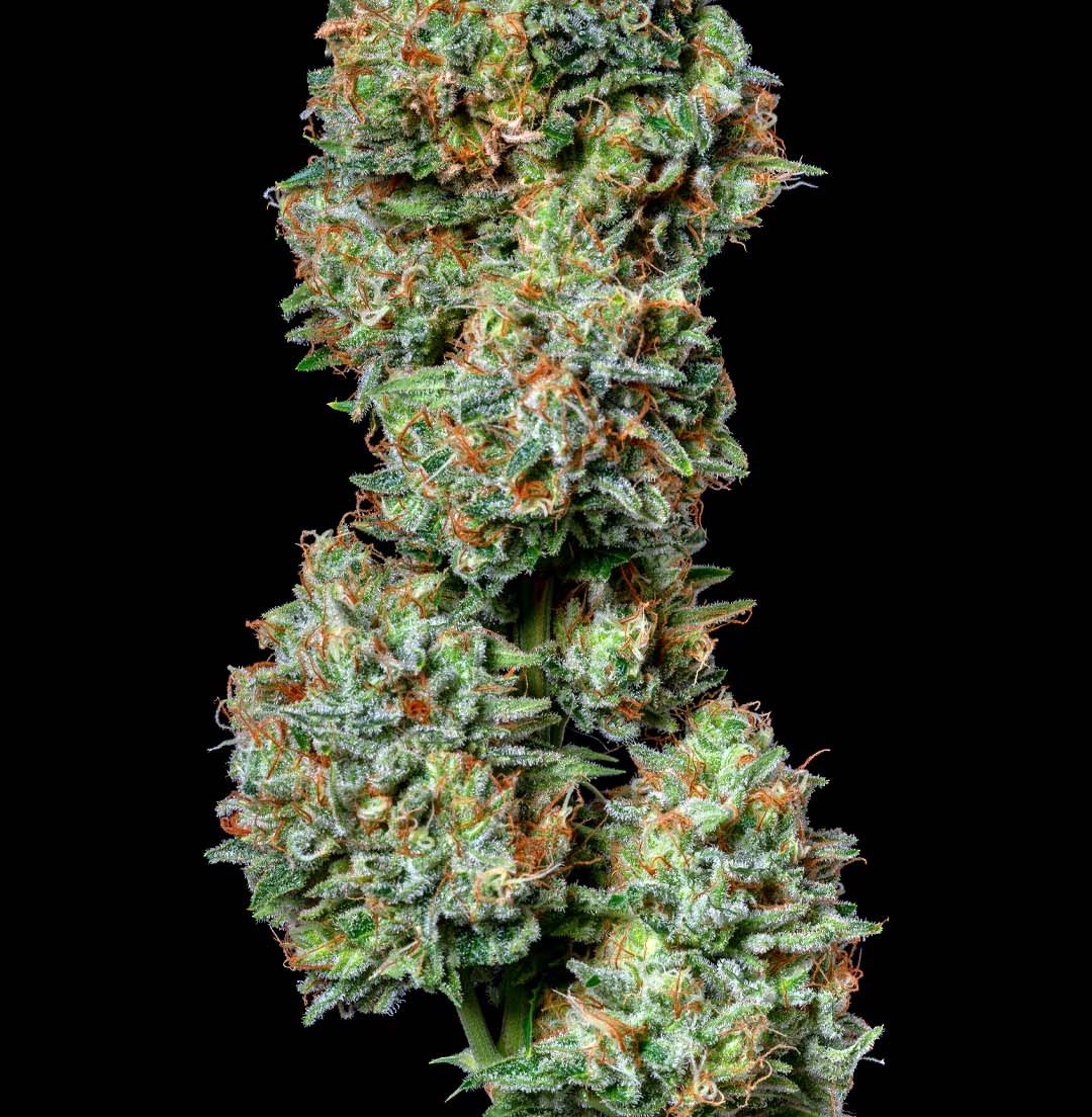 Alt Sol | Blood Orange - Flower | 3.5g | Sativa