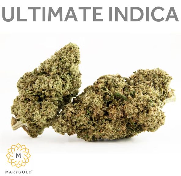 Marygold - Ultimate Indica 14g