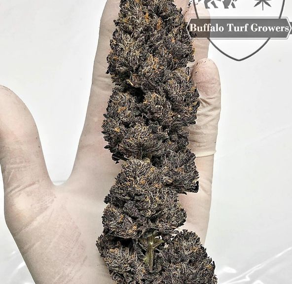 BACIO GELATO