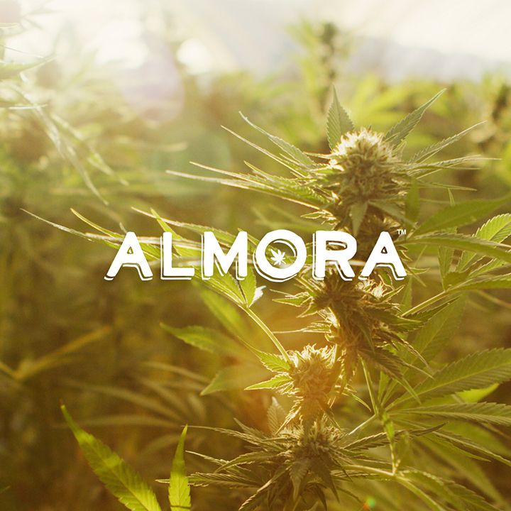 Almora Farm: 0.5g Pre Roll 14 pack: Platinum OG [I]