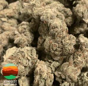 GMO COOKIES 3.5g OUTDOOR FLOWER HUMBOLDT MARIJUANA Co.
