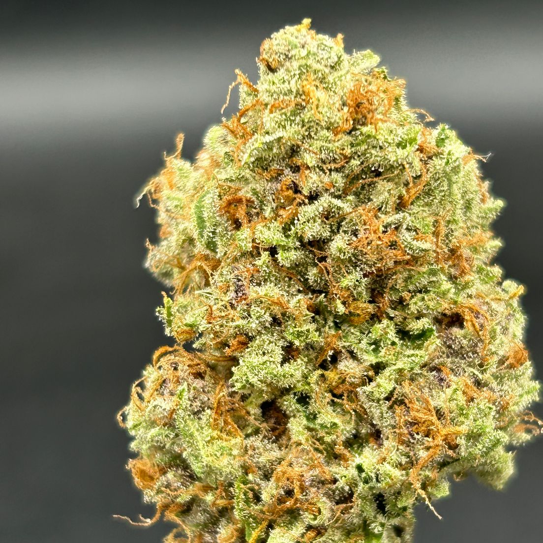 Black Lavender - Brazen Earthworx