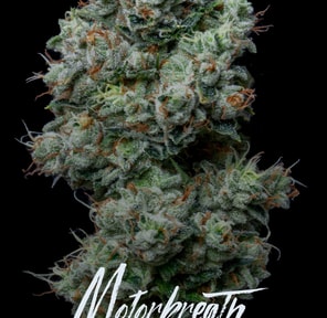 Alt Sol | Motorbreath - Flower | 3.5g | Indica-Hybrid