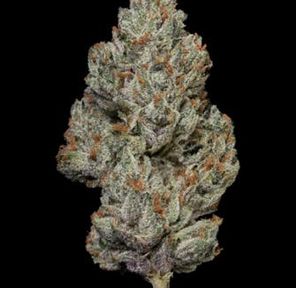 MVN- Gelato Gas - Eighth - PP