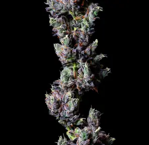 Alt Sol | Triple Burger - Flower | 3.5g | Indica