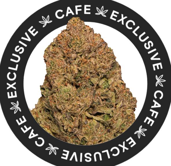 7G CAFE EXCLUSIVES- SHORT BUS PINK