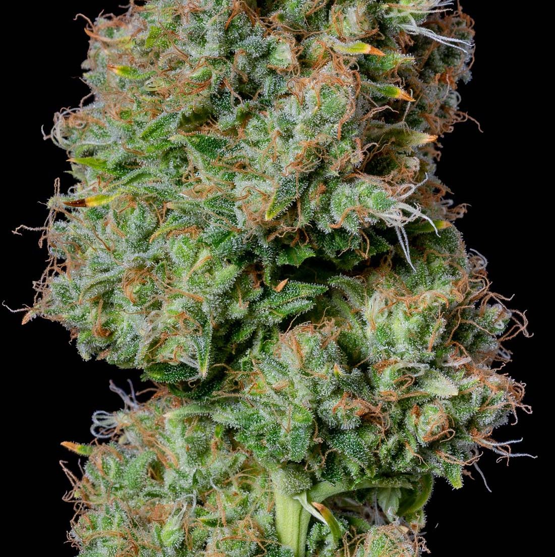 Flower-Hindu Kush 3.5g