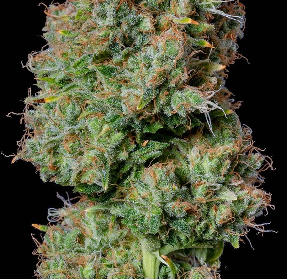 Flower-Hindu Kush 3.5g