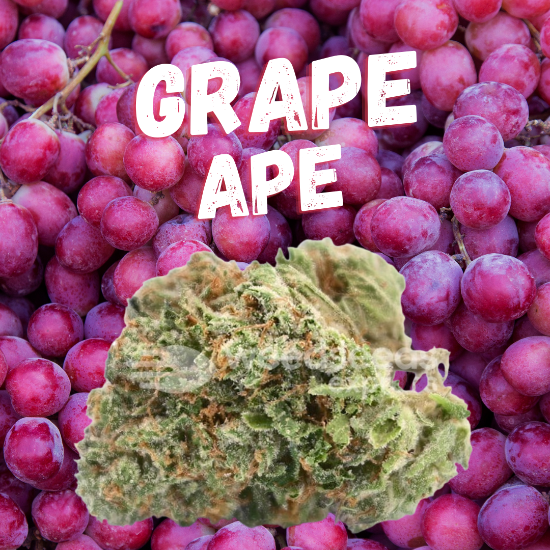 DAZE - Grape Ape (14g)