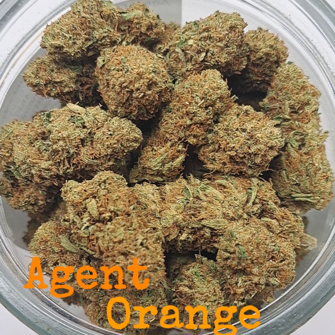 Agent Orange - Loose Flower - Williams Wonder - (Batch 07522)