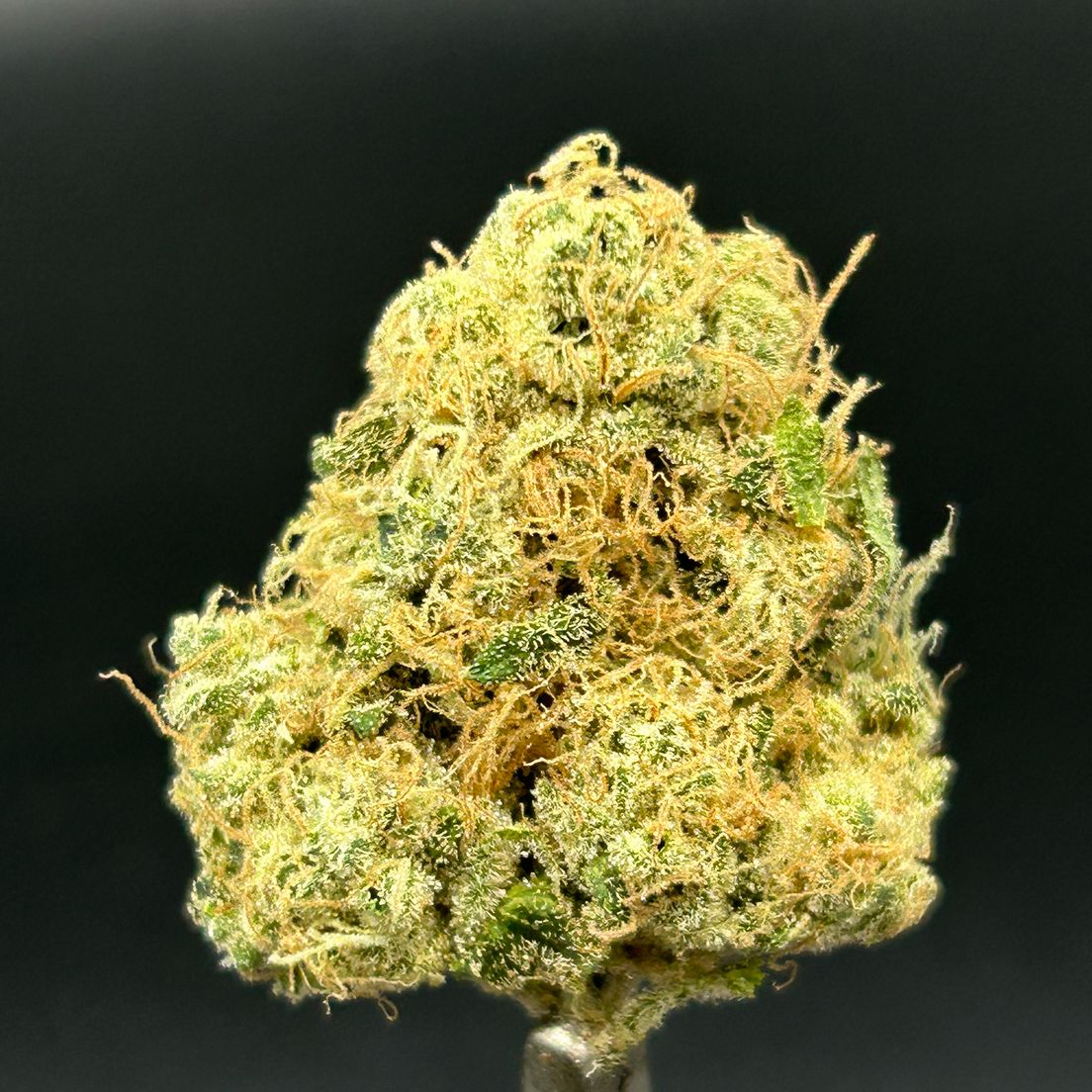 Black Maple - Tier 3