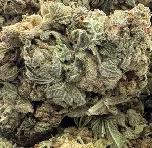 14g -GELATO - (AAA)