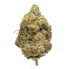 Pink Alien | NEW!
