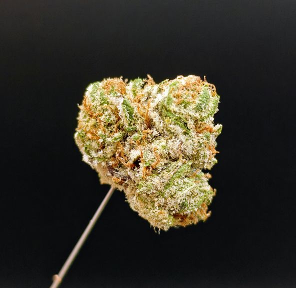 Citrus Splash