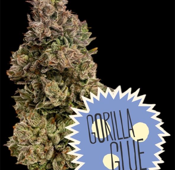 Flower- Gorilla Glue 3.5g
