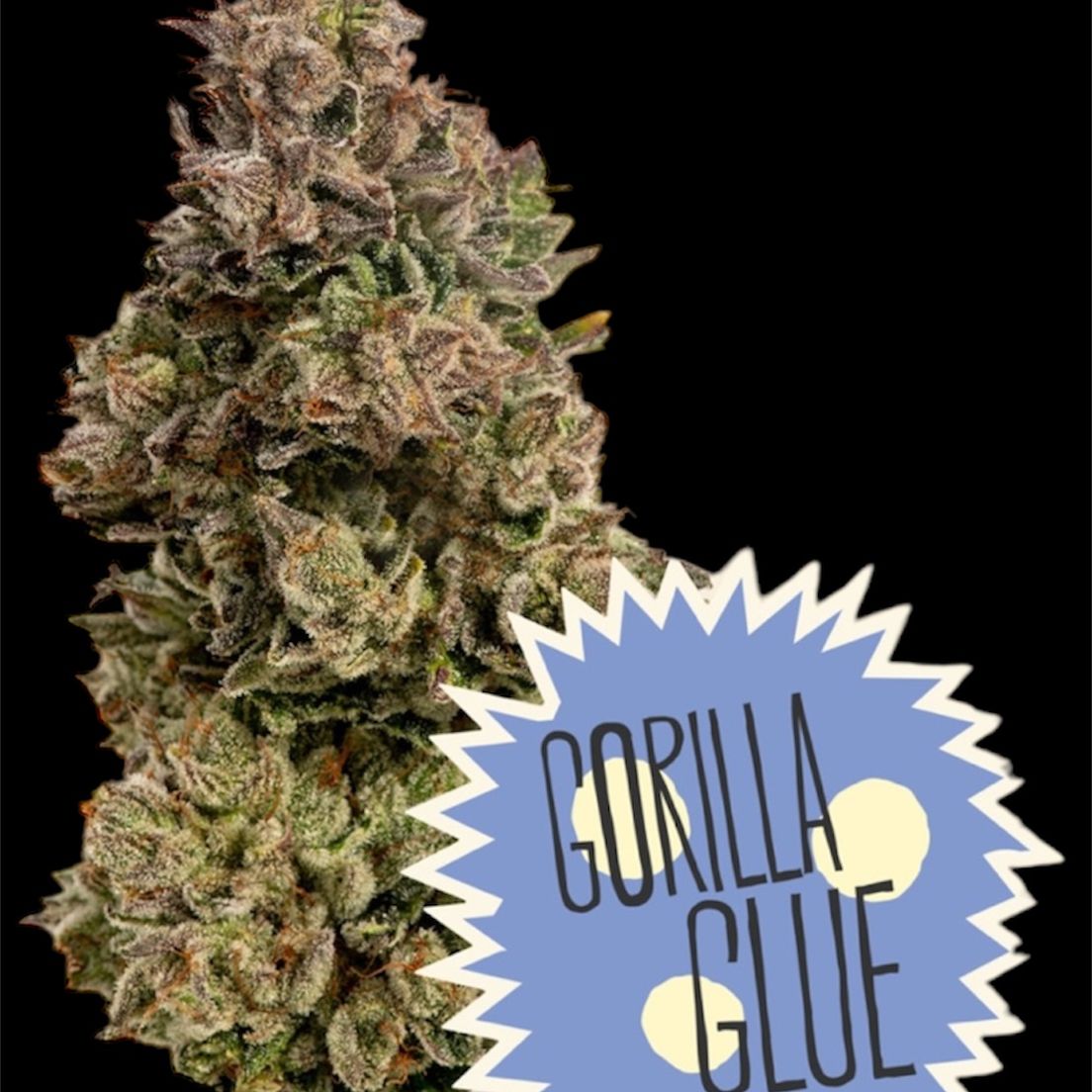 Flower- Gorilla Glue 3.5g