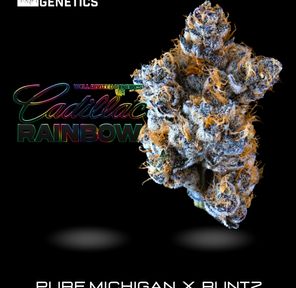 Cadillac Rainbow - Well Rooted