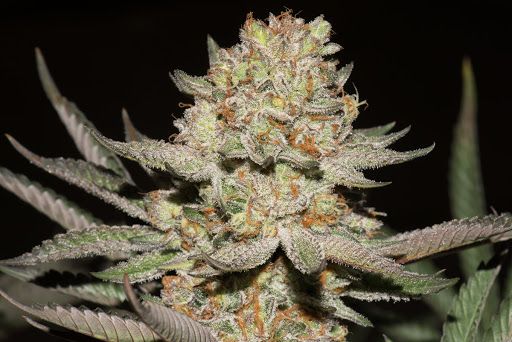 Hash Plant 1g - NEF