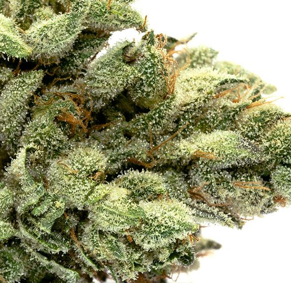 Sonoma Pacific - Gigi #4 3.5g