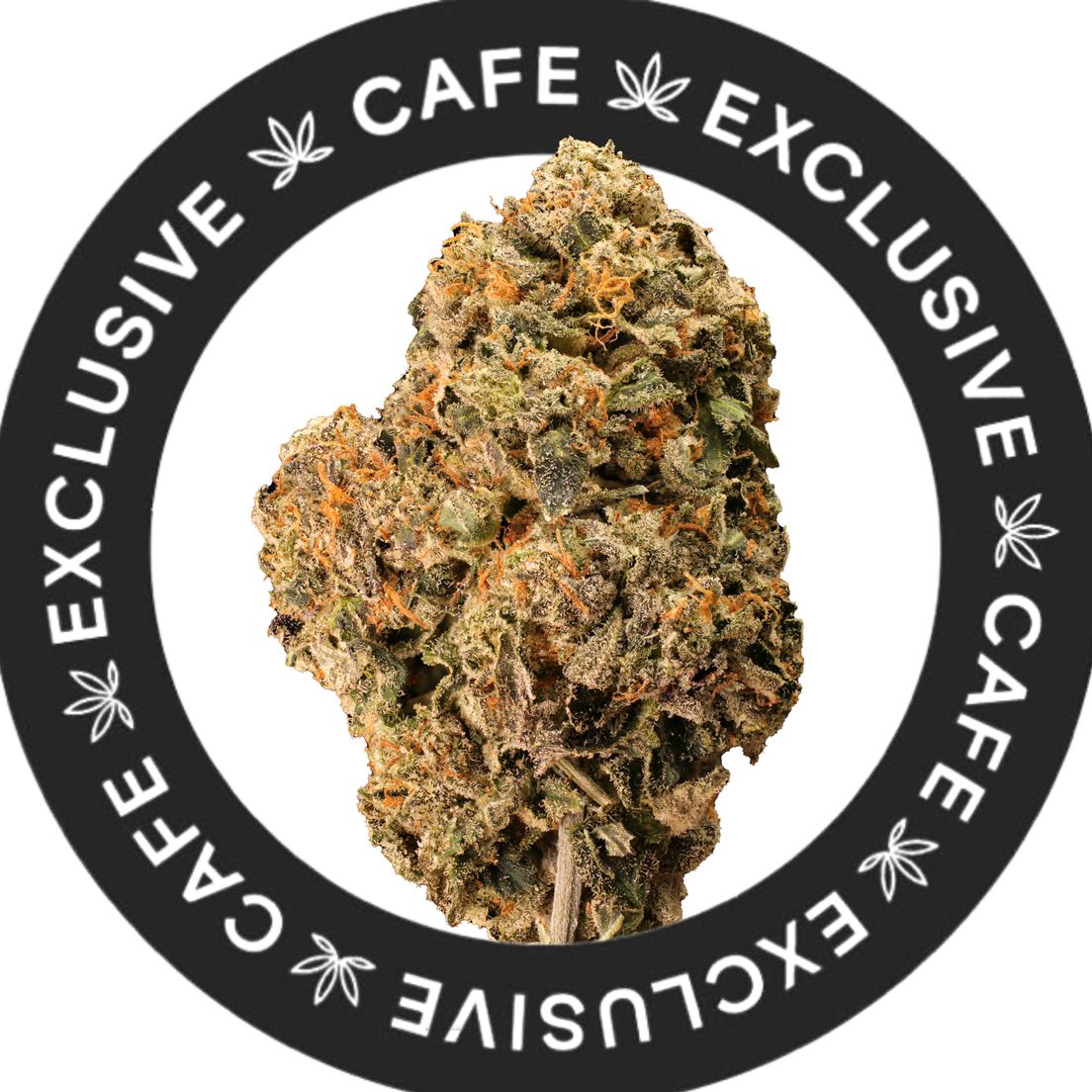 7G CAFE EXCLUSIVES- PINK PARALYSIS