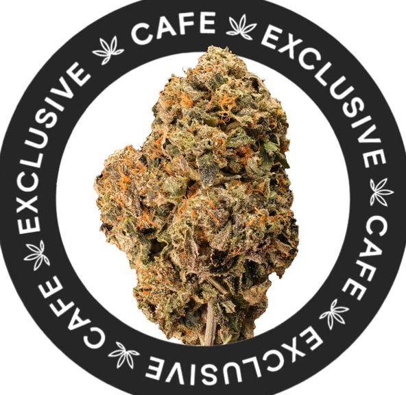 7G CAFE EXCLUSIVES- PINK PARALYSIS