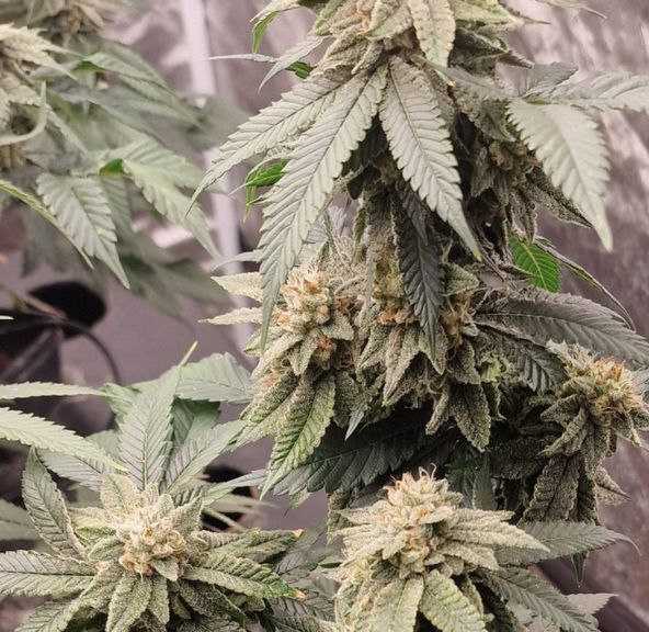 Alt Sol | King’s Juice - Flower | 3.5g | Sativa-Hybrid