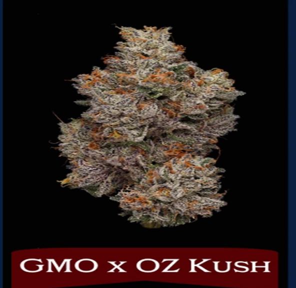 Northern Harvest - GMO X OZ KUSH 3.5G - INDOOR FLOWER