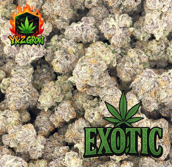 ?NEW?Crunch Berries (Hybrid) - Exotic(BACK OF STOCK AT 8/17)