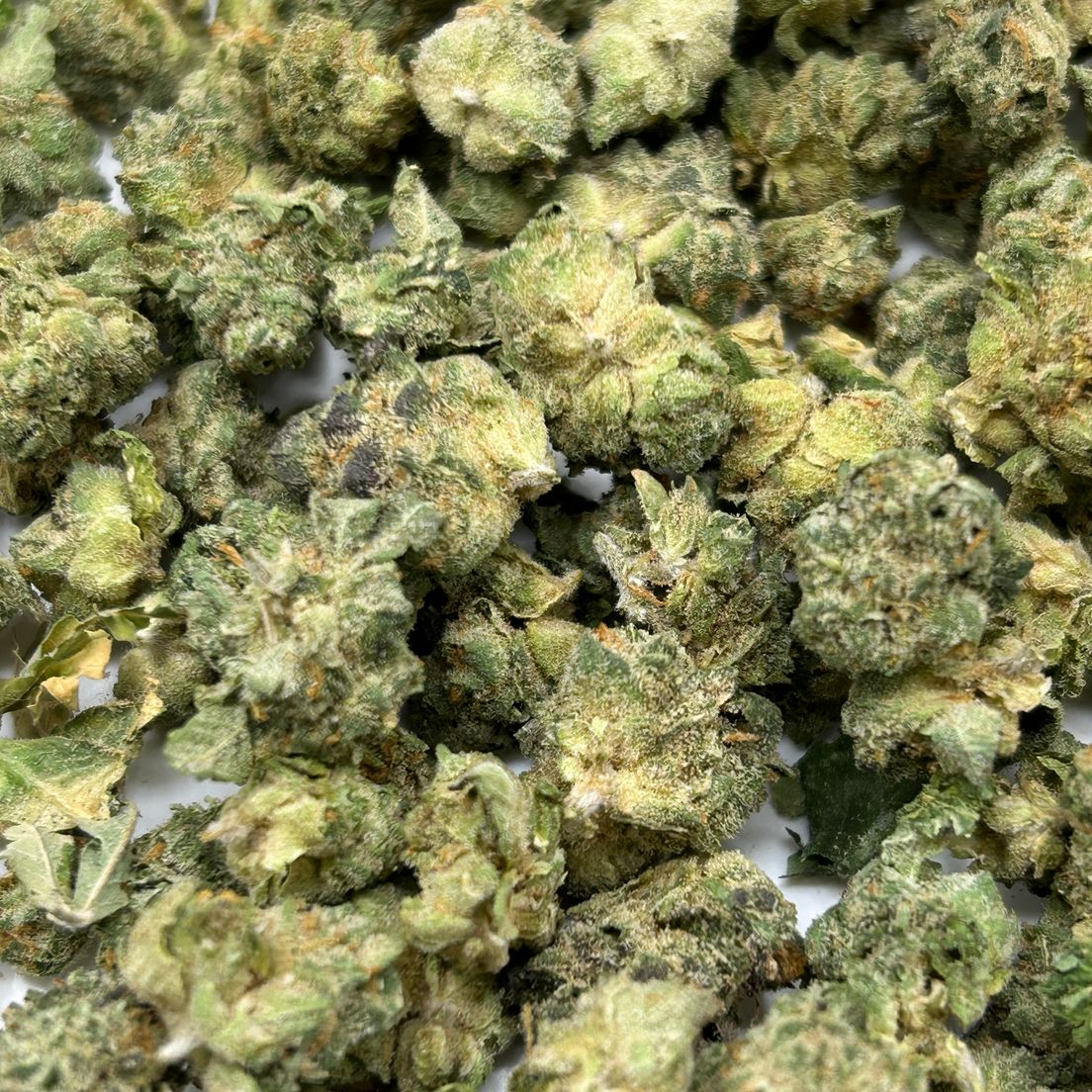 Animal Cookies - Smalls - Tier 4