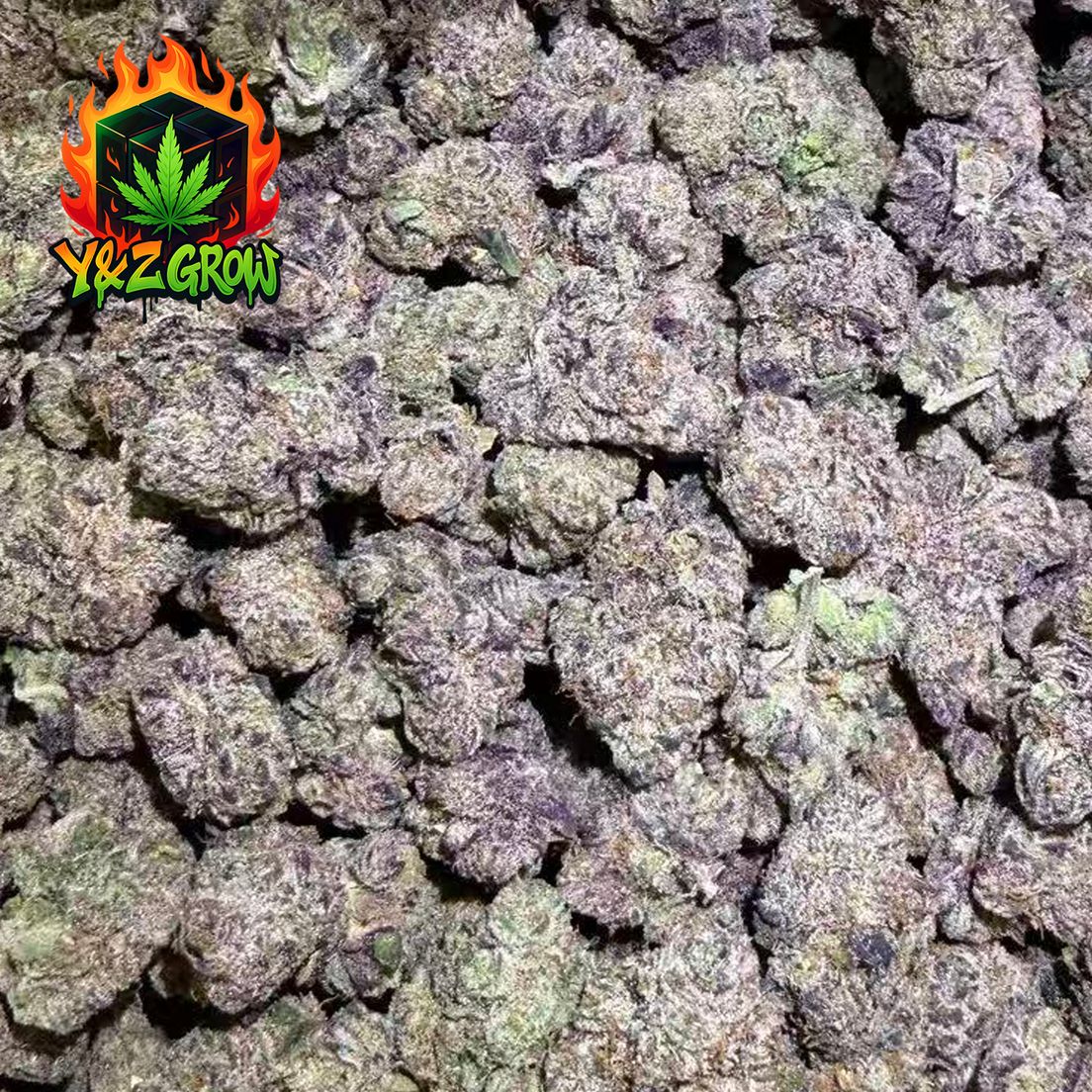 ? Fresh off the vine? Banana Pancakes (Hybrid) Premium