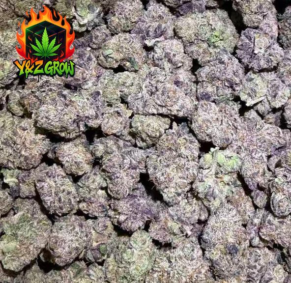 ? Fresh off the vine? Banana Pancakes (Hybrid) Premium