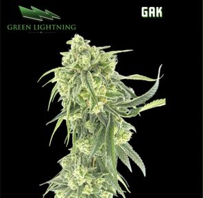 Green Lightning | GAK | Smalls (3.5g)