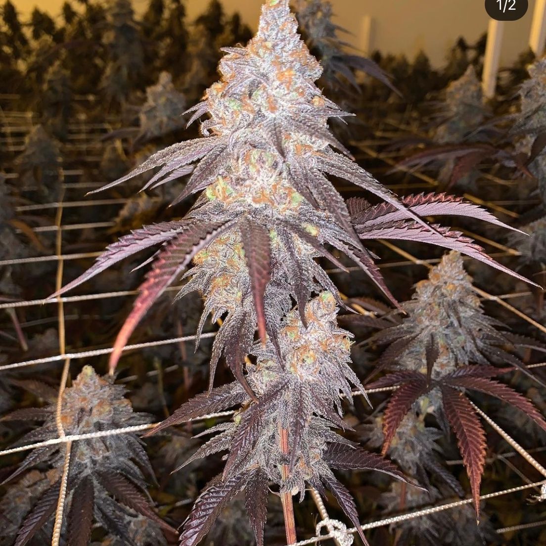 Pie Face, Flower, 3.5g, 29.77% - Pine Mountain Farms