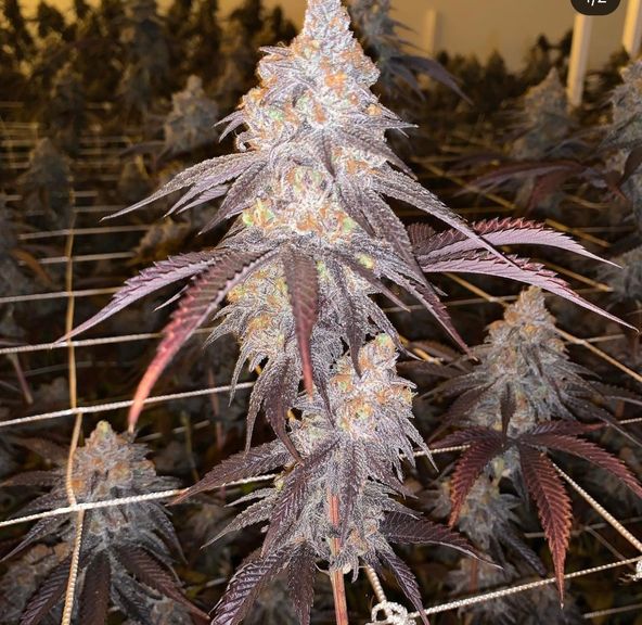 Pie Face, Flower, 3.5g, 29.77% - Pine Mountain Farms