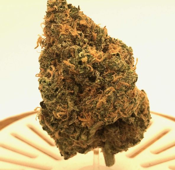 Bay Dream (flower)