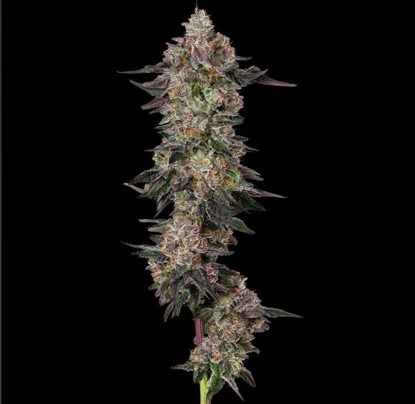 Alt Sol | Blue Sharpies - Flower | 3.5g | Indica-Hybrid