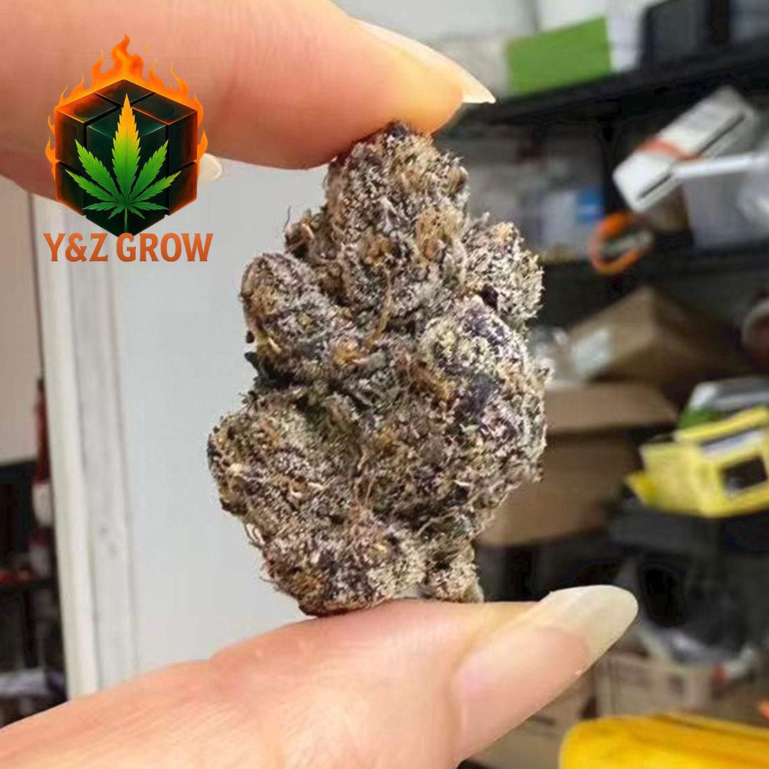*NEW ✨???* BLUEBERRY (Indica 80%) - Premium